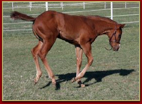 Mr Elusive x Innocent Touch Filly 4451.jpg